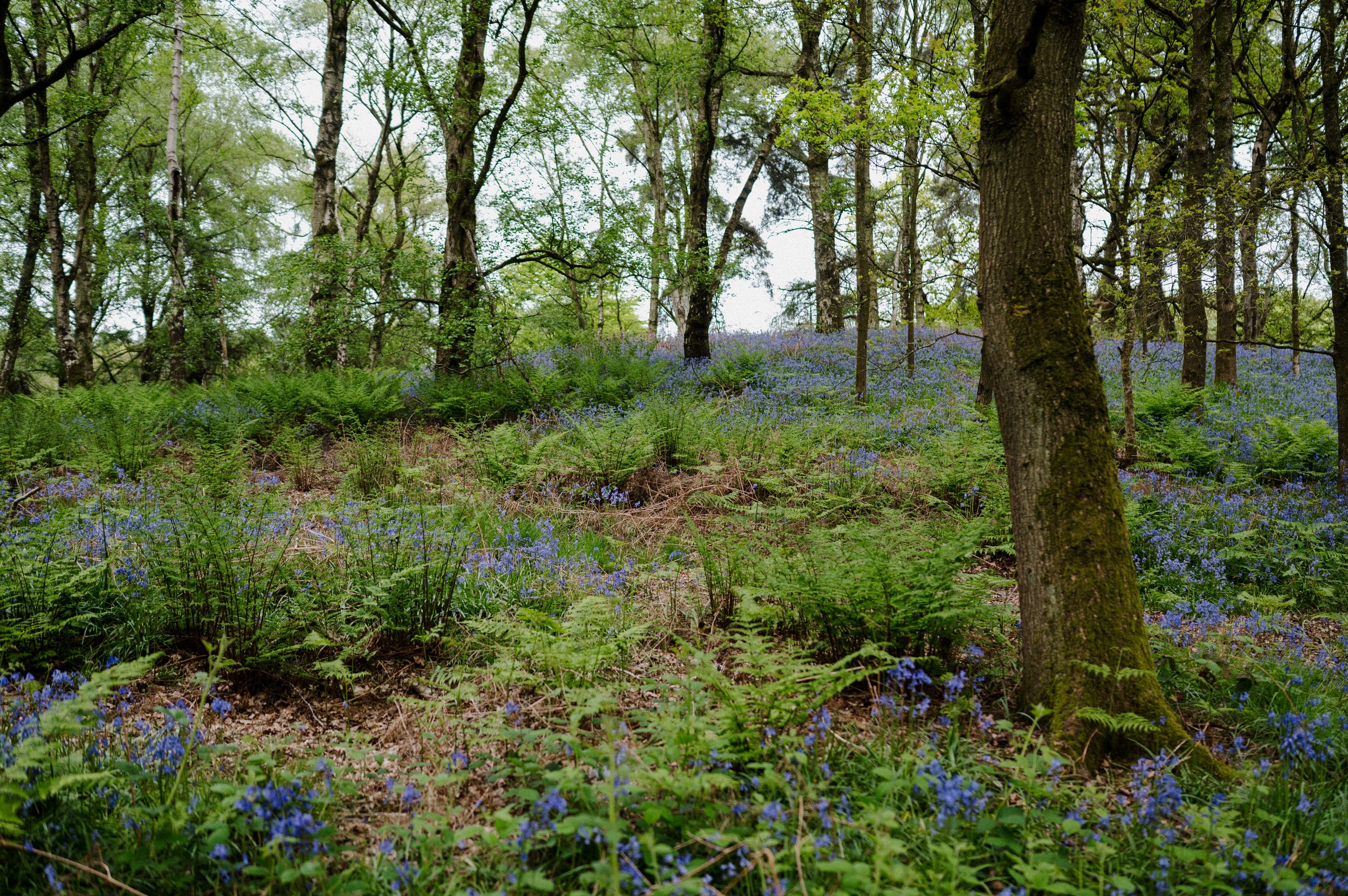 rise_wild_anna_hornby_folkandtale43.jpg