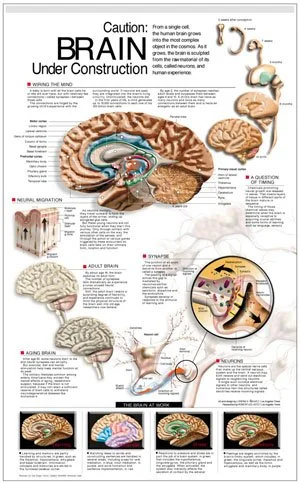 brainpage.jpg
