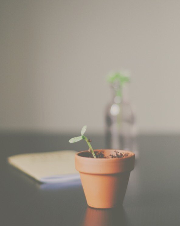 Growth takes time.

Be patient and caring with yourself.

A plant needs water and sun to grow, you too, need support. Don&rsquo;t feel like you have to do it alone.

#growth #development #change #coaching #careercoach #lifecoach #support #love #plant