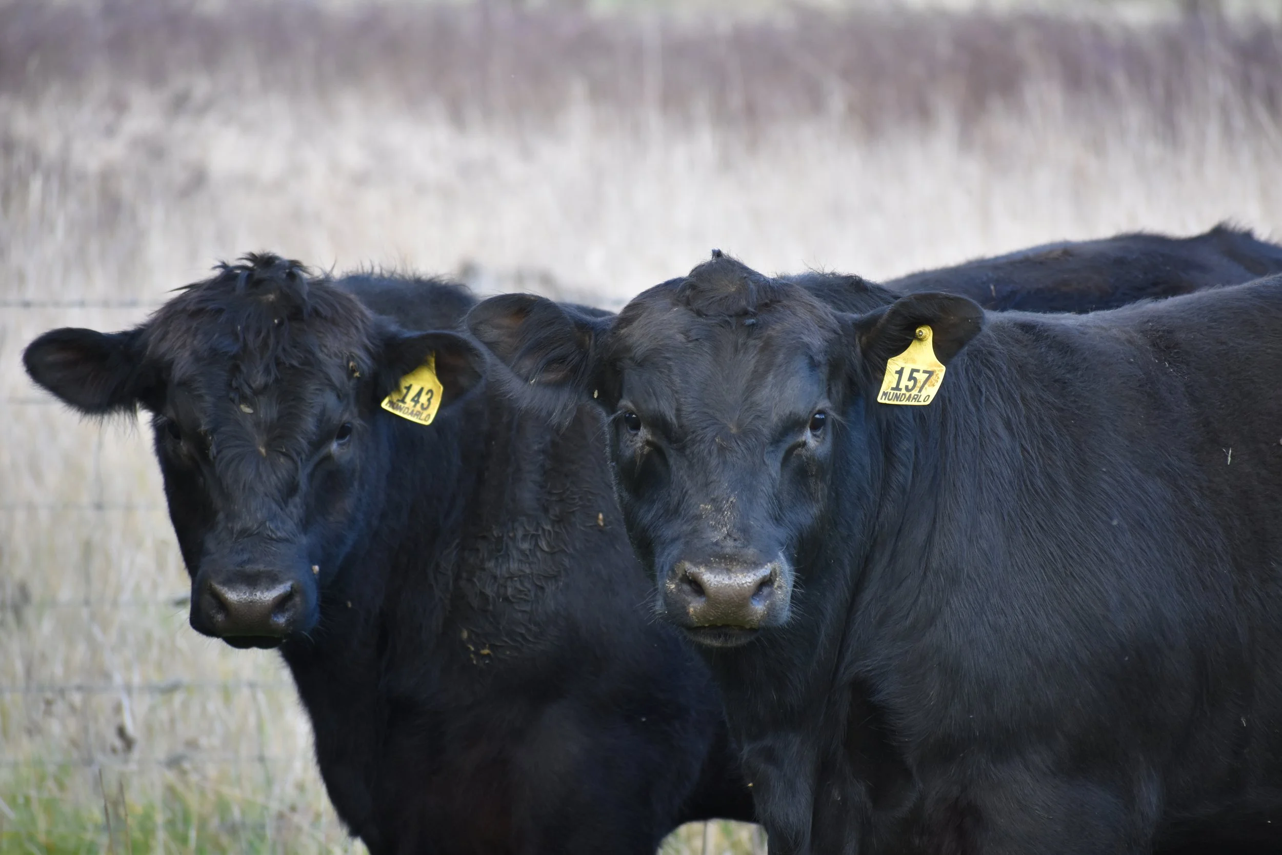 WELCOME TO MUNDARLO ANGUS