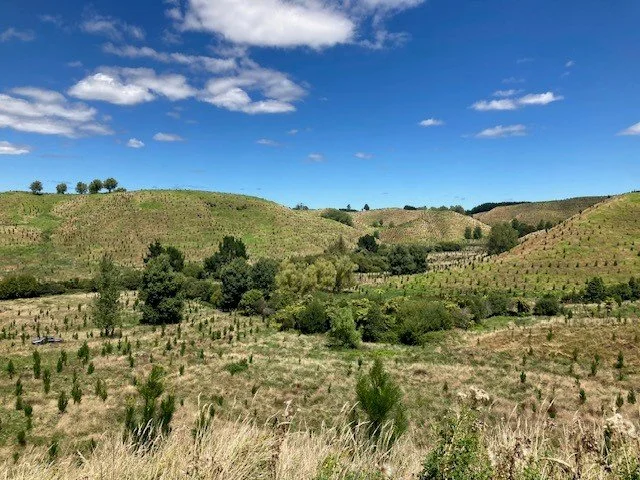 Pikowai and Rendall Forests seeking certification in 2026