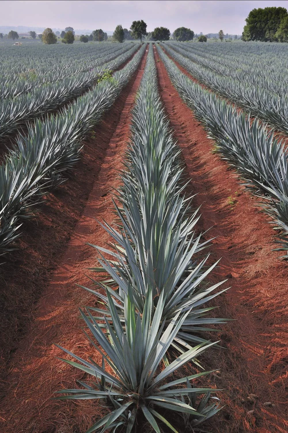 Pez Loco Restaurant & Tequila Bar Wynwood, Miami FL 33127