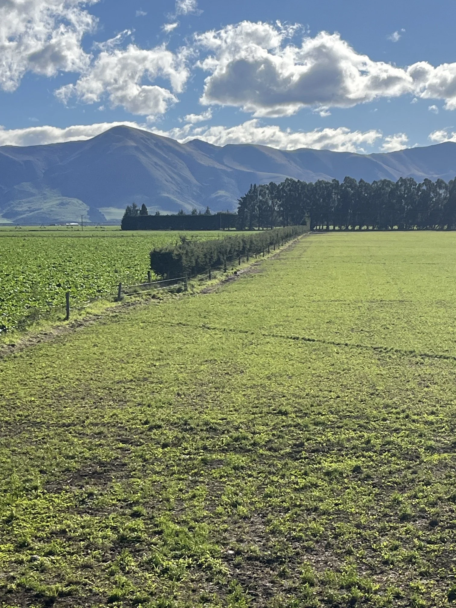 Hanlely Hawarden Before May 25.jpg