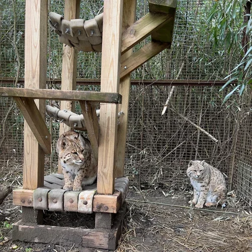 Exotic Feline Rescue Center