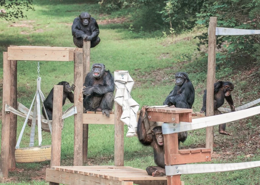 Project Chimps