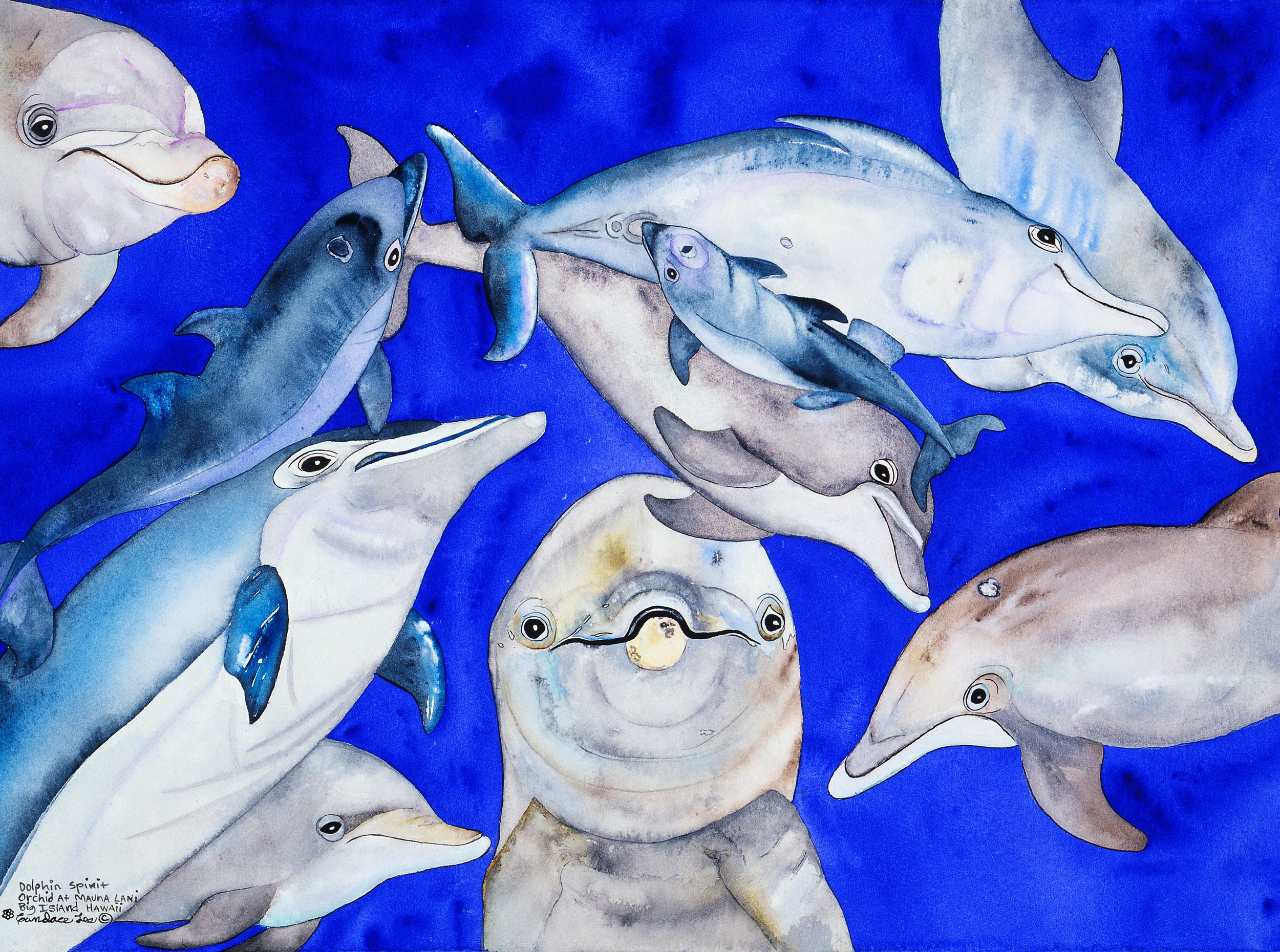 Dolphin Spirit