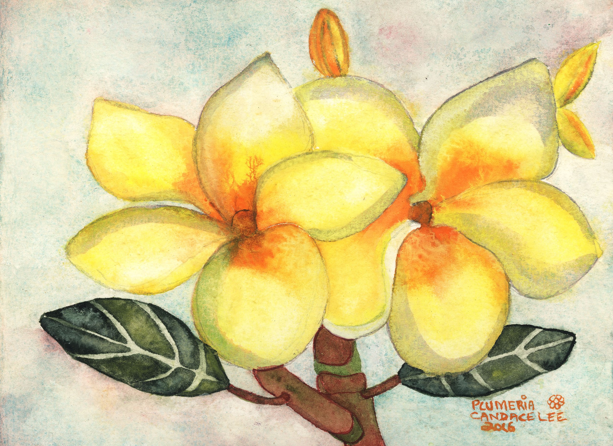 Plumeria Yellow