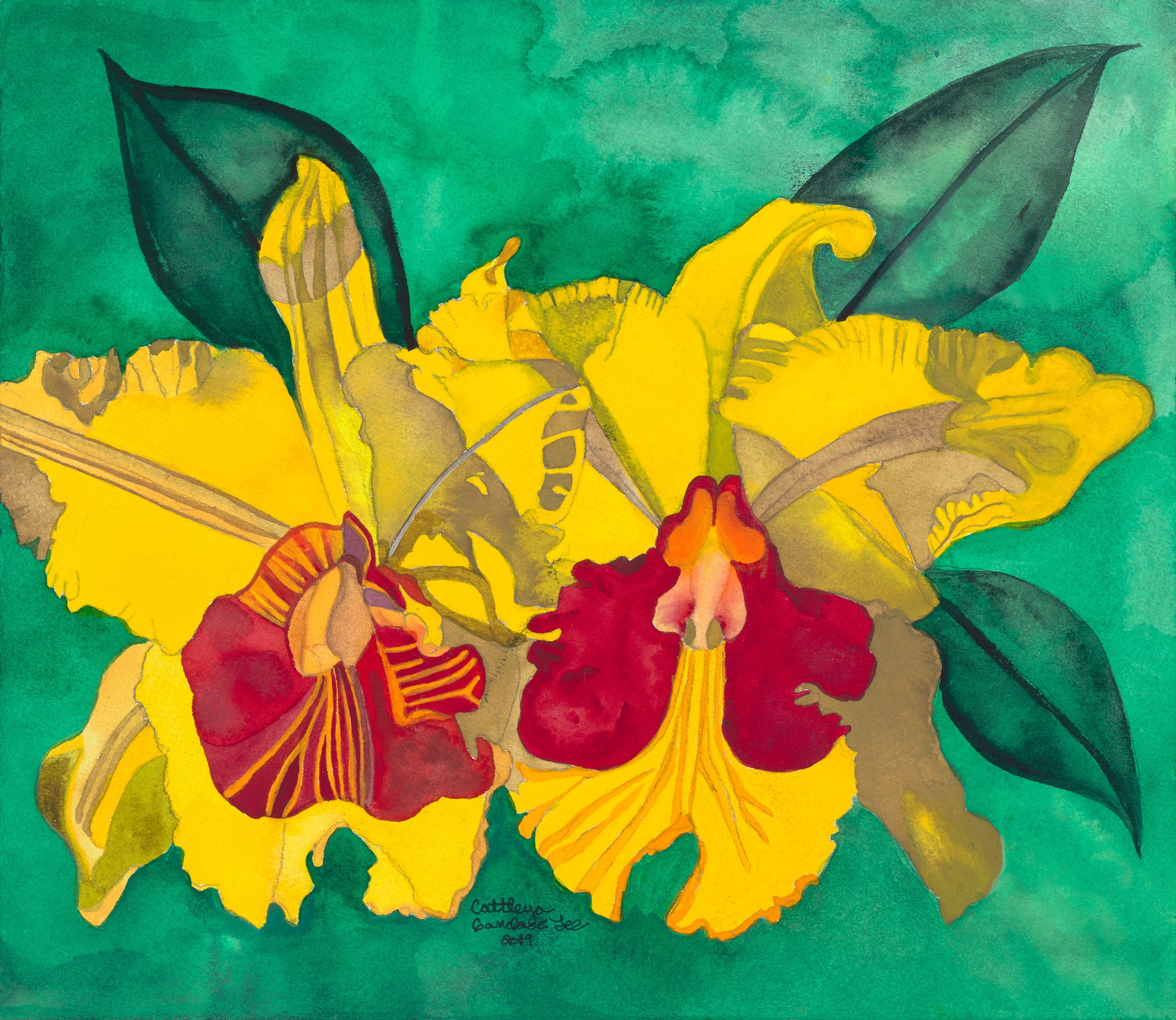 Cattleya