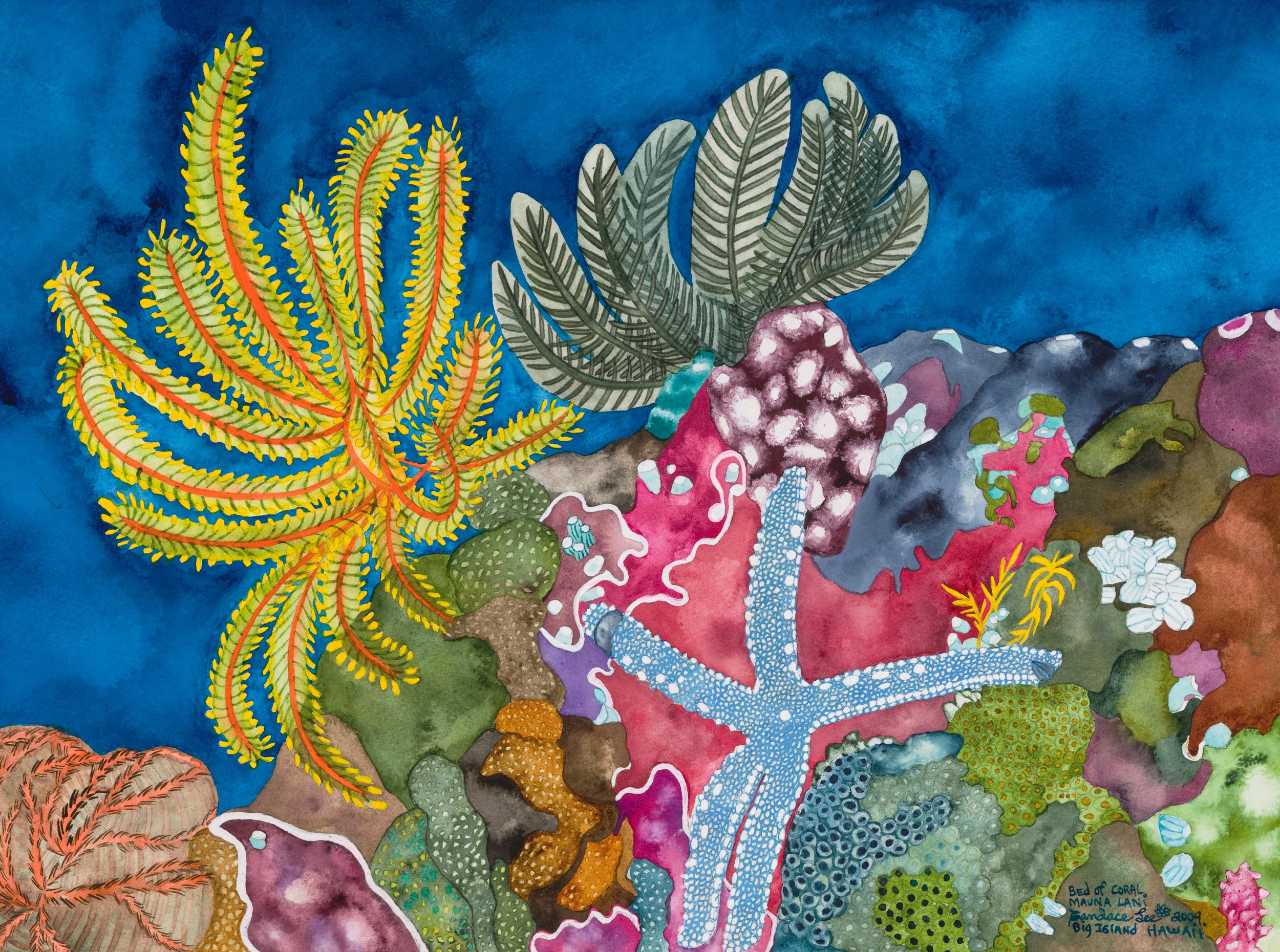 Bed of Coral