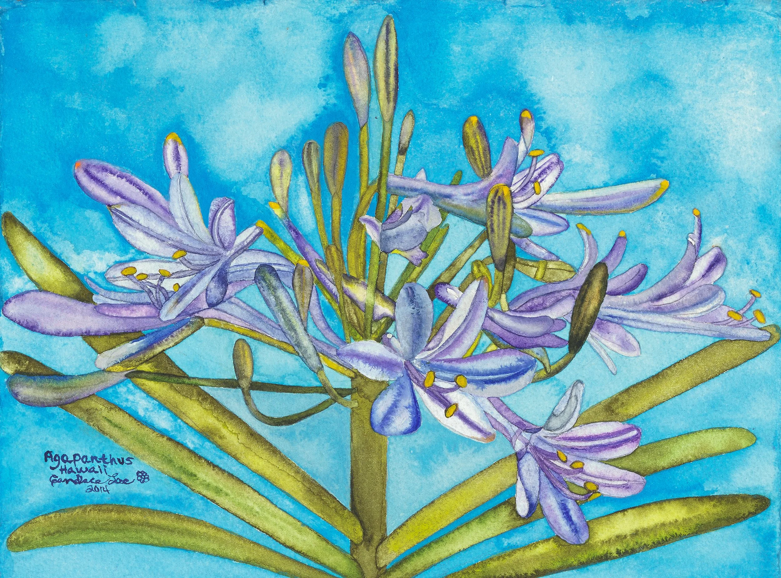Agapanthus