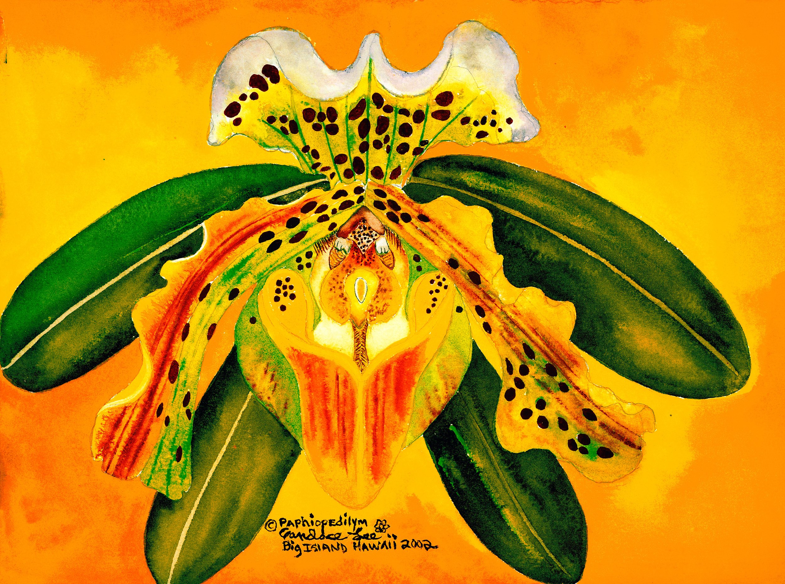 Paphiopedilum
