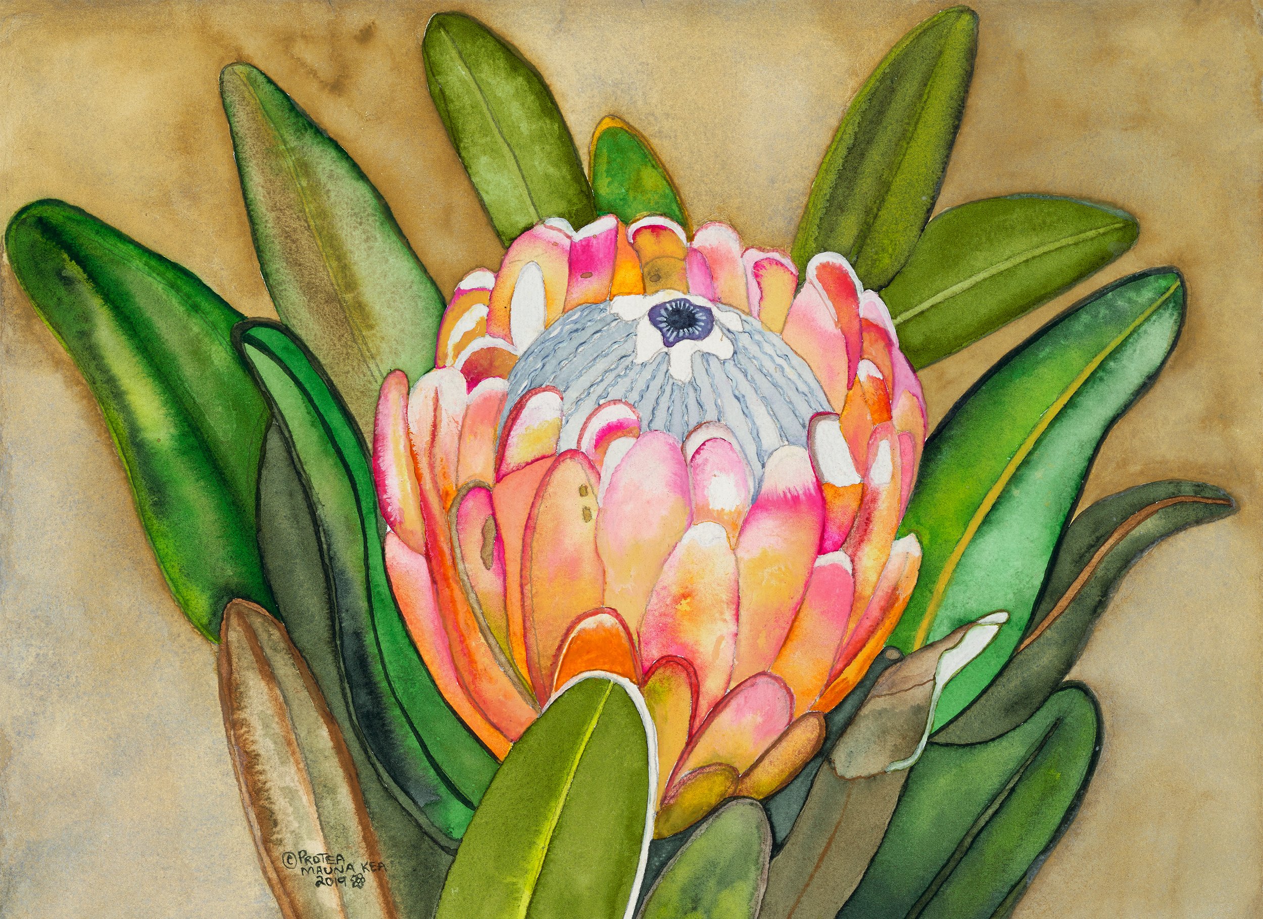 Protea