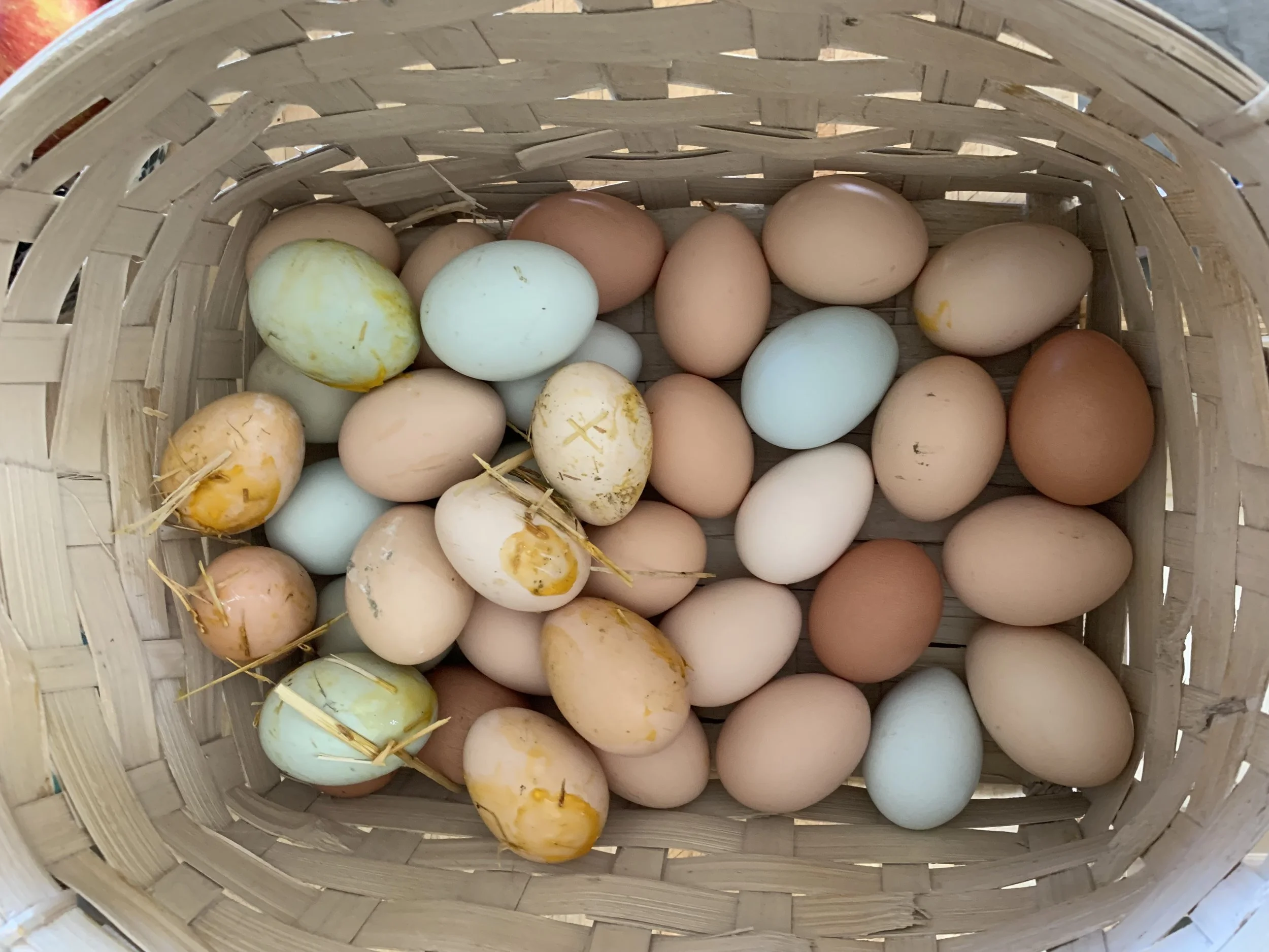 Brown and blue eggs in a white basket from a postpartum dayshift.
