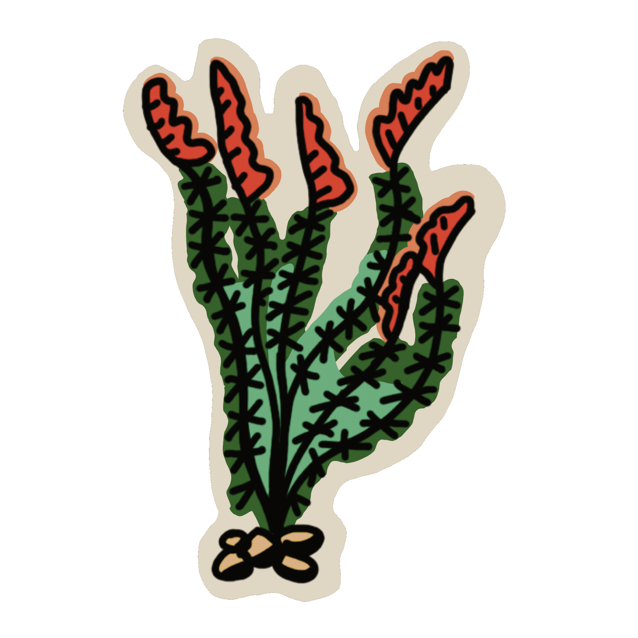 ocotillo.gif