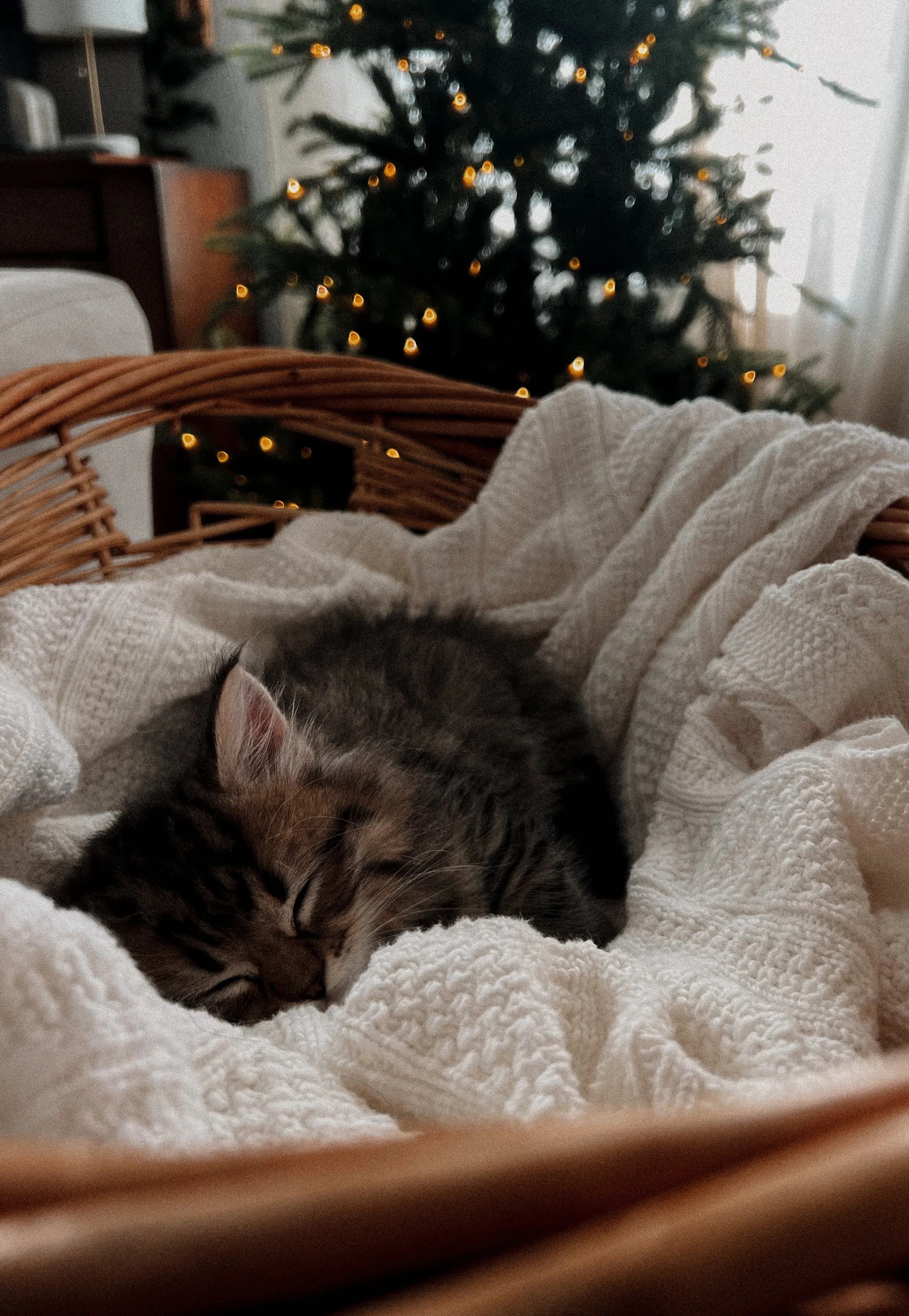 A cozy Girl’s Intro to The Holidays