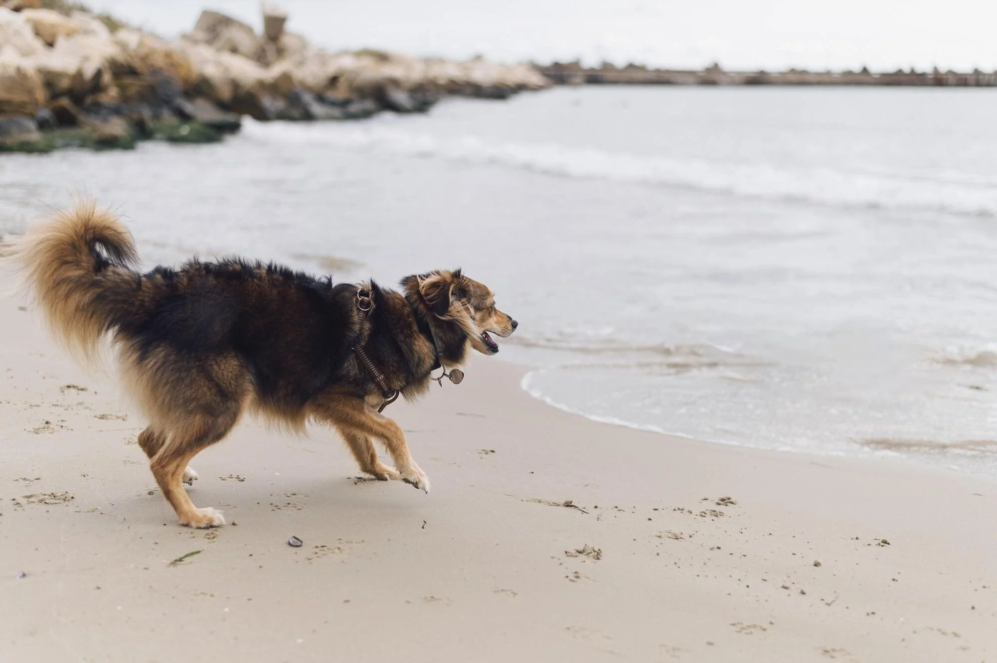 Pet Cremation Cost Perth A Gentle Goodbye Pet Cremation Perth