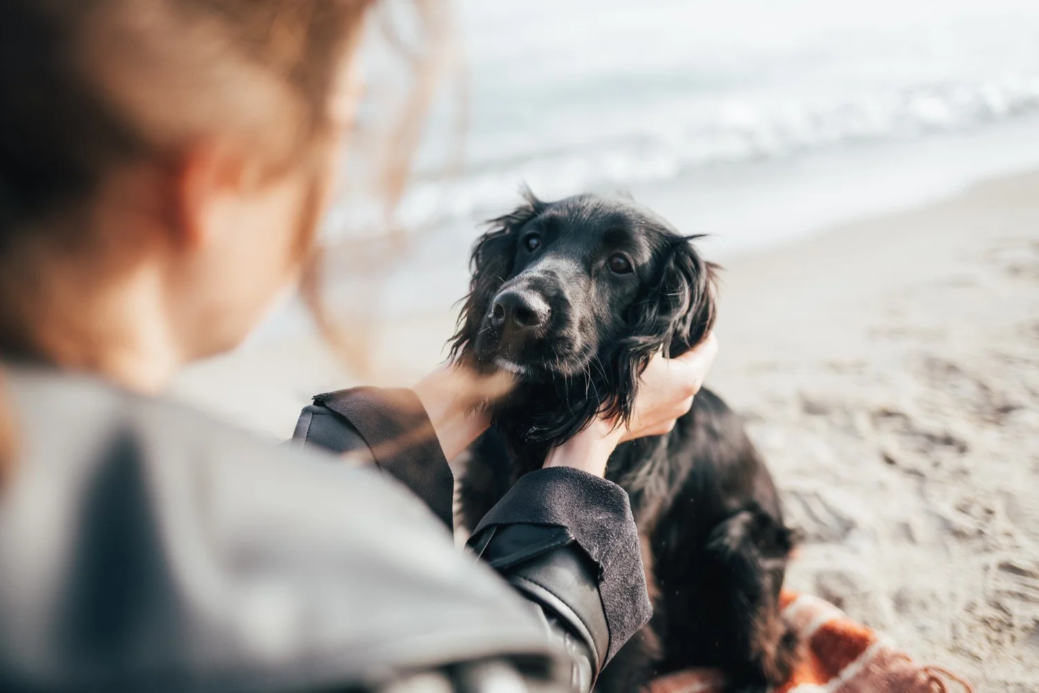 Dog Cremation Perth A Gentle Goodbye Pet Cremation Perth Blue