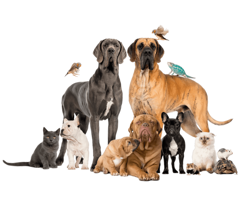 Pet Cremation Perth A Gentle Goodbye A Gentle Goodbye Pet