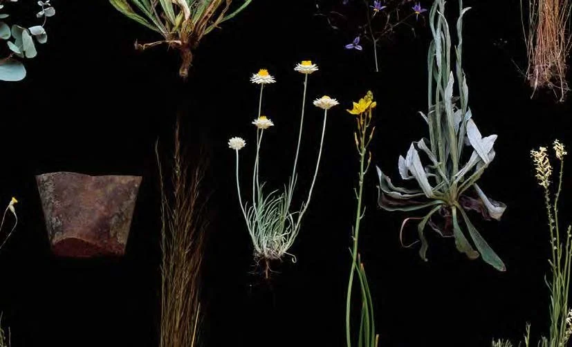 Grassland book–complete–spreads–email.jpg