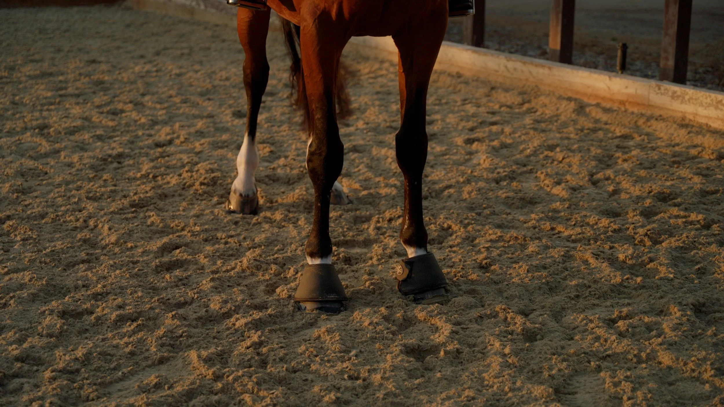 Close-up of a horse's legs in a sandy arena