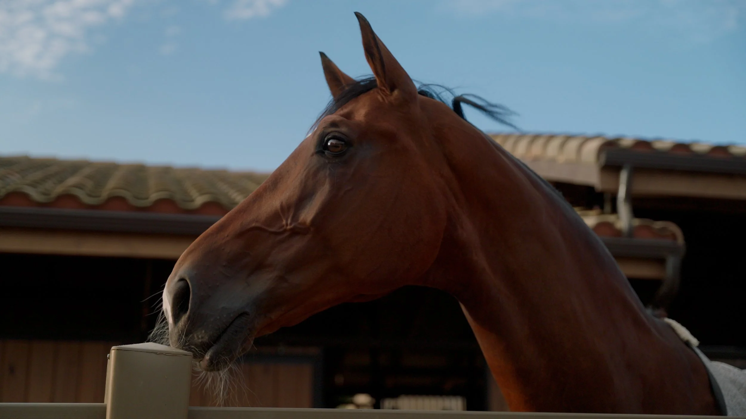 Brown horse standing near a fence, with a stable and blue sky in the background.