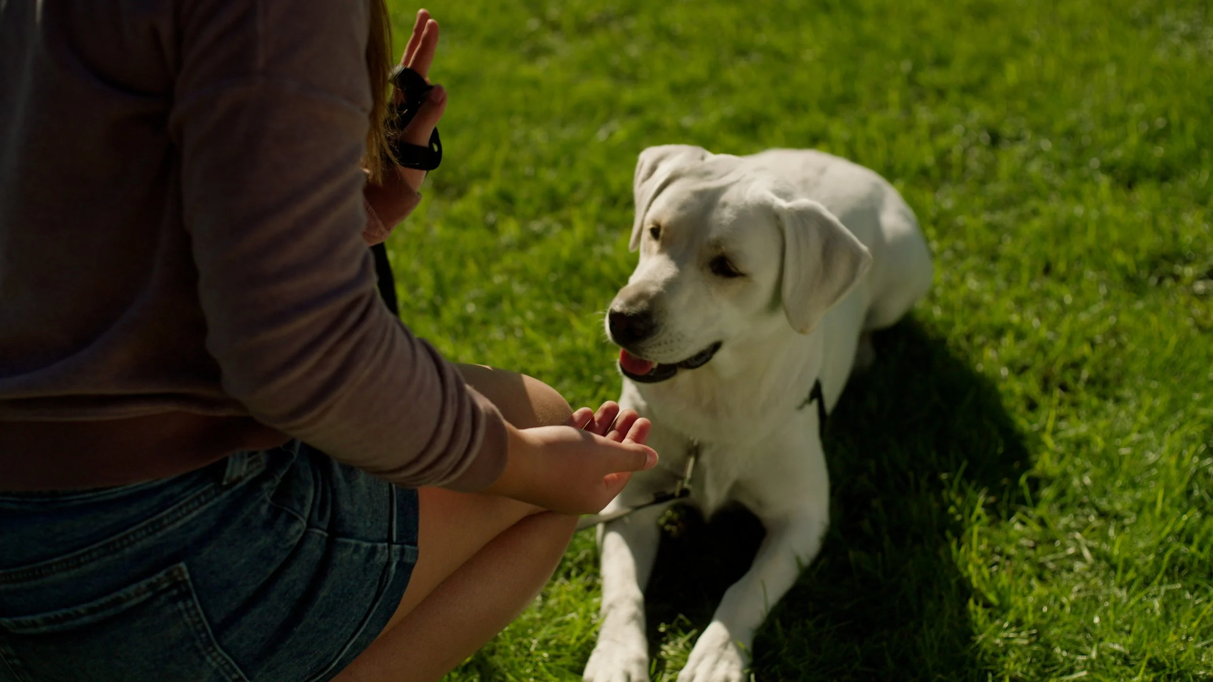 Person training a Labrador retriever on grass