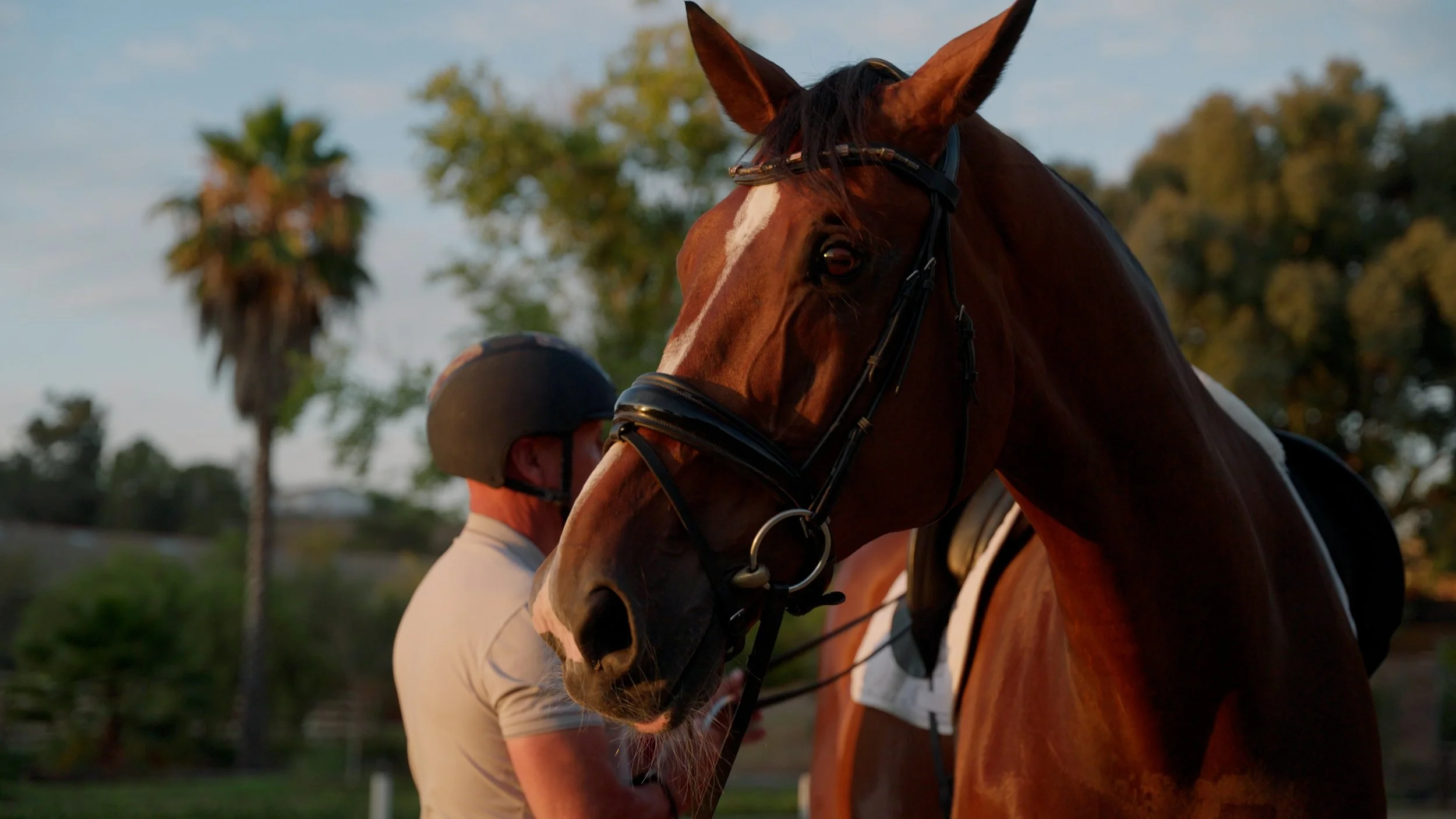 Horse wearing bridle with person in helmet outdoors