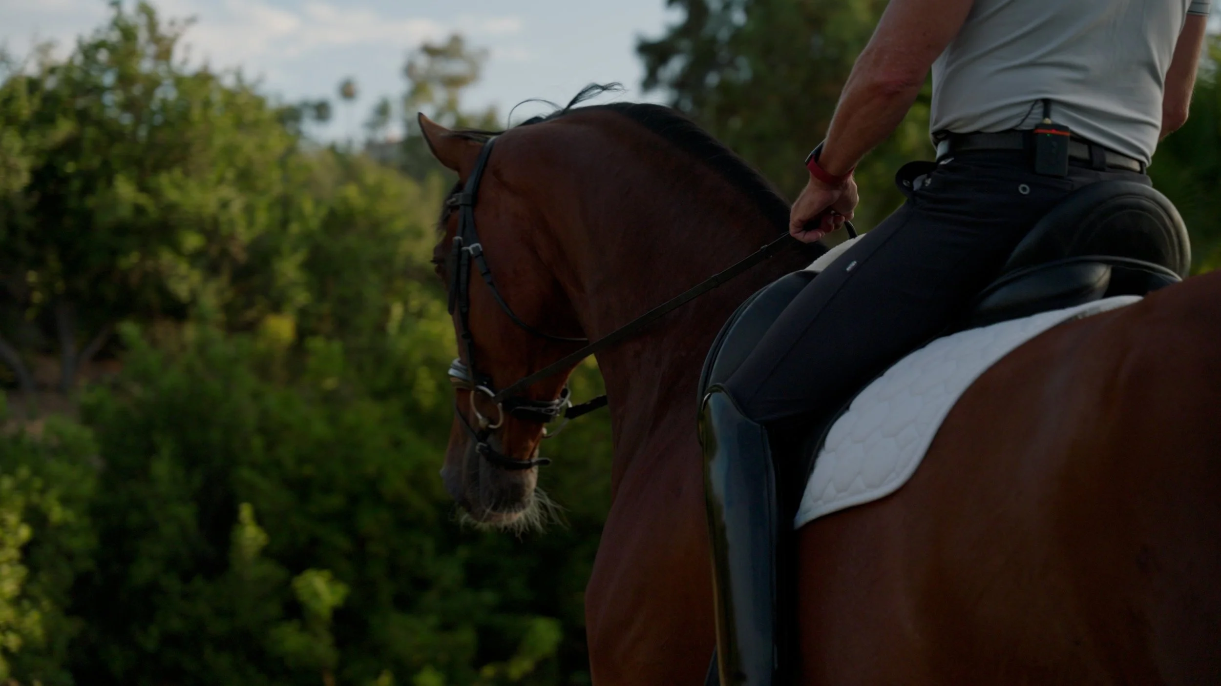 Person riding a brown horse with a white saddle pad, surrounded by greenery.