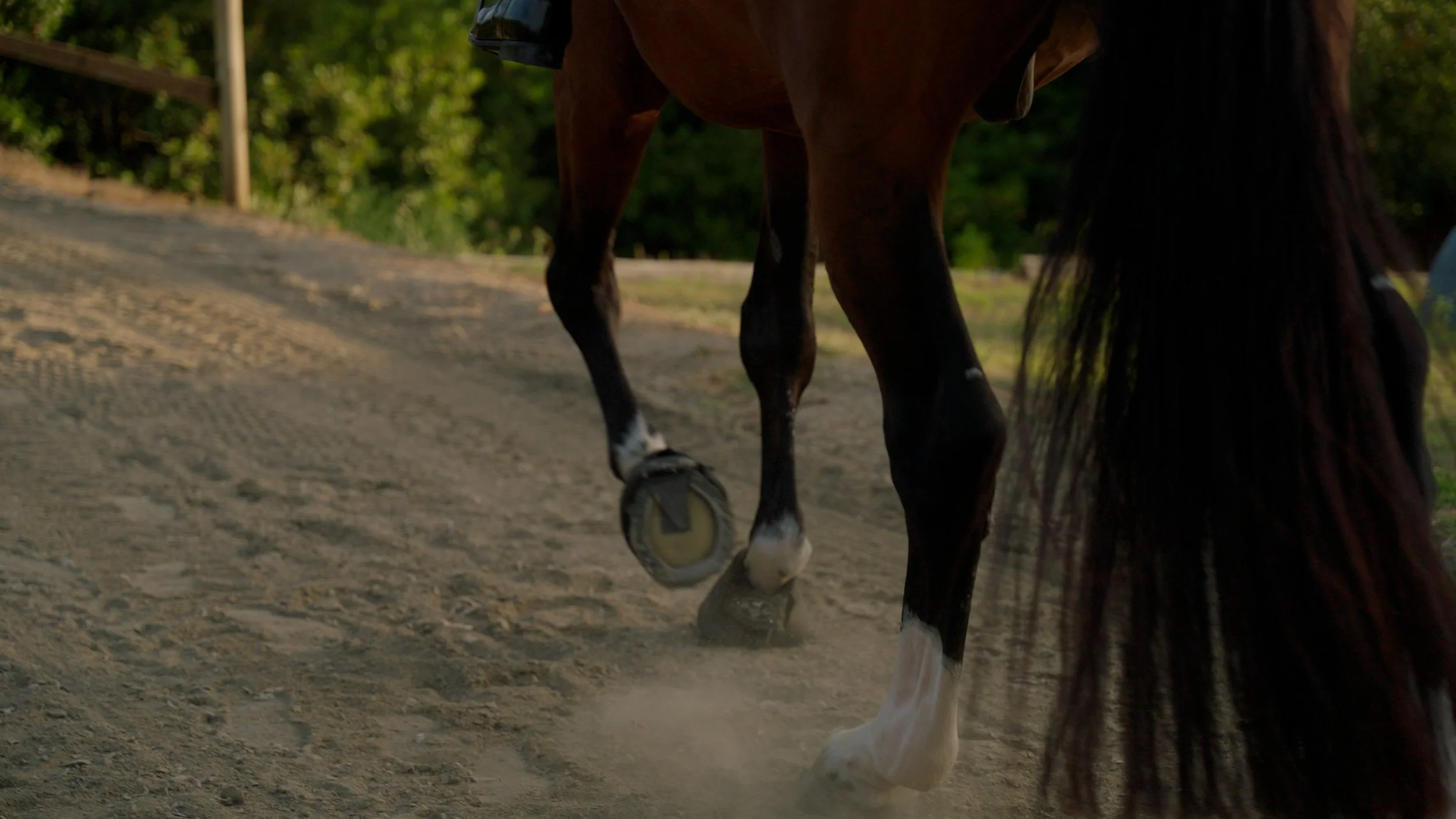 Close-up of a horse's legs and hooves on a dirt path