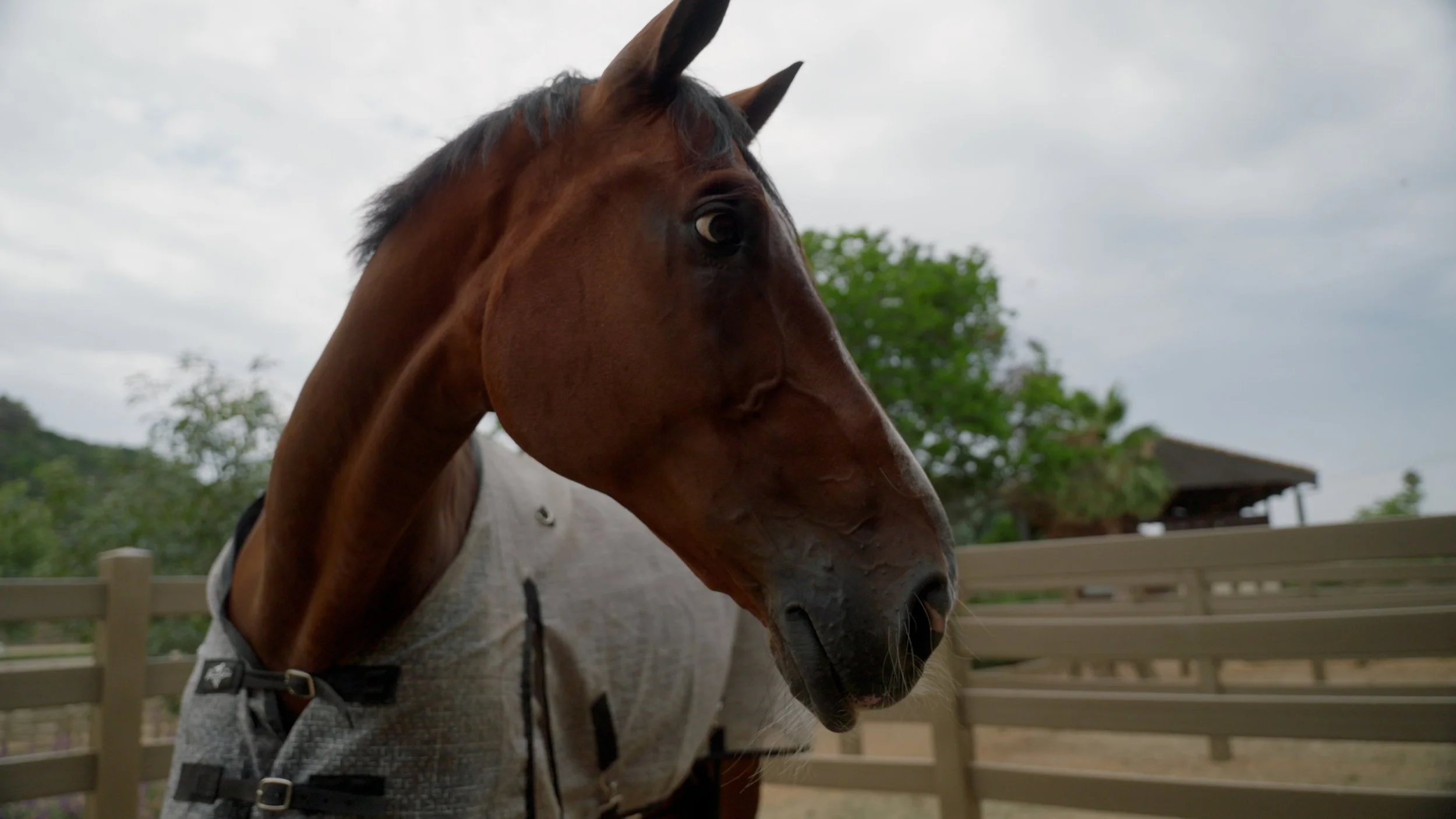 Close-up of a brown horse wearing a blanket in a fenced outdoor area with trees and cloudy sky in the background.