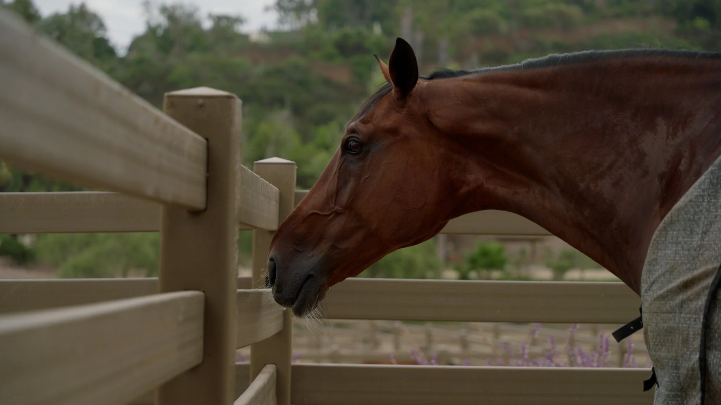 Horse standing by wooden fence in a paddock