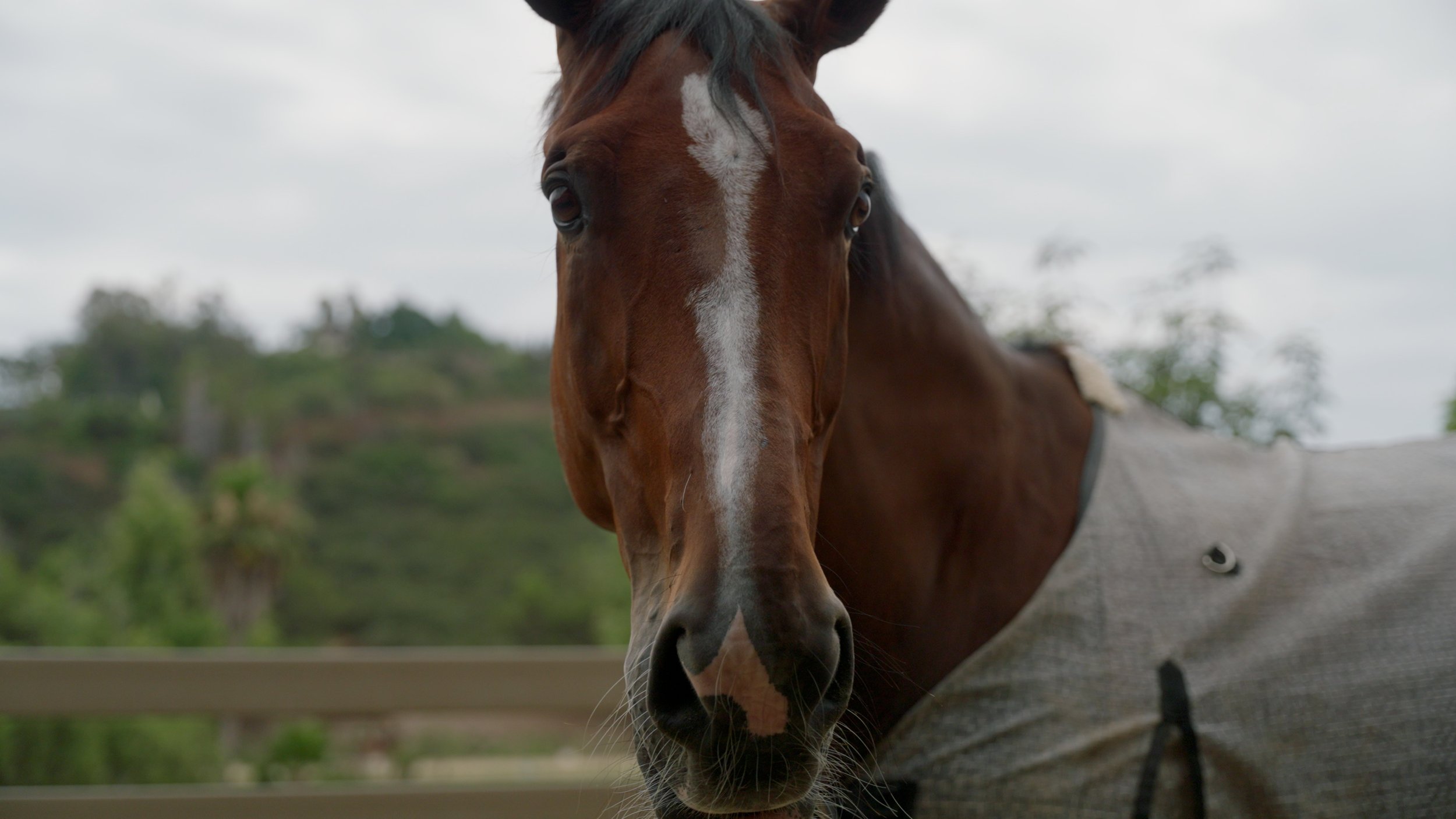 Close-up of a horse with a white blaze on its face, wearing a blanket, and standing in front of a blurred green landscape.