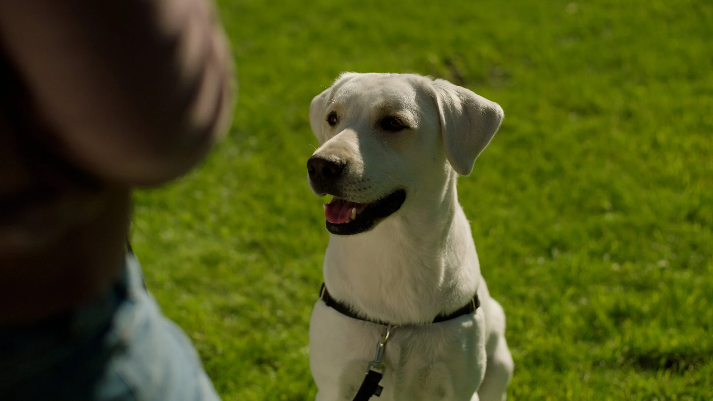 White Labrador dog sitting on grass with a person nearby.