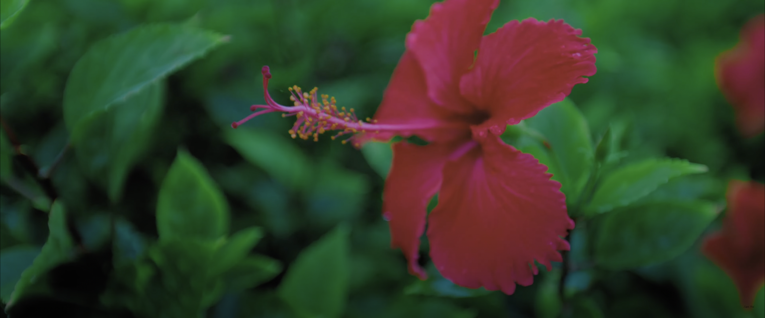 Close-up of a red hibiscus flower with green leaves in the background.