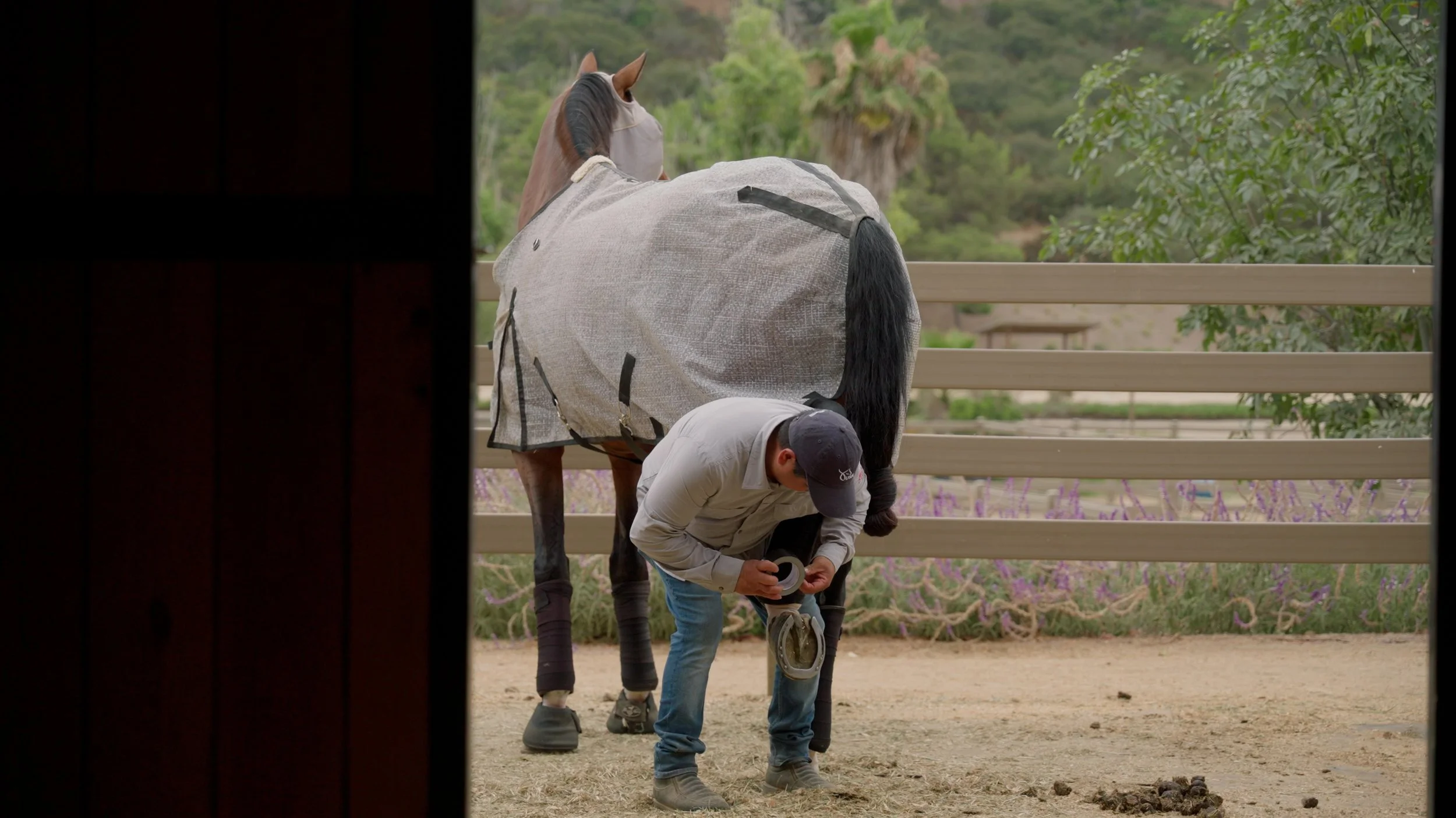 Person tending to a horse, adjusting or checking its hoof wrap in a stable area.