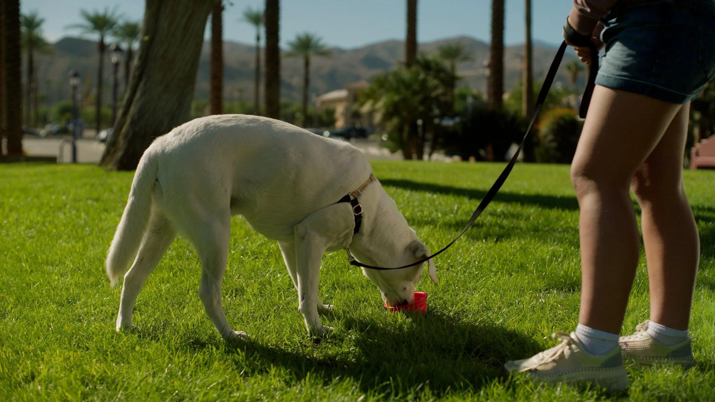 Dog on leash drinking from bowl on grass with person wearing sneakers and shorts in park setting.