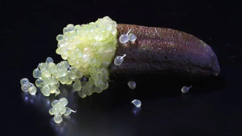 Native Limes — The Citrus Factree