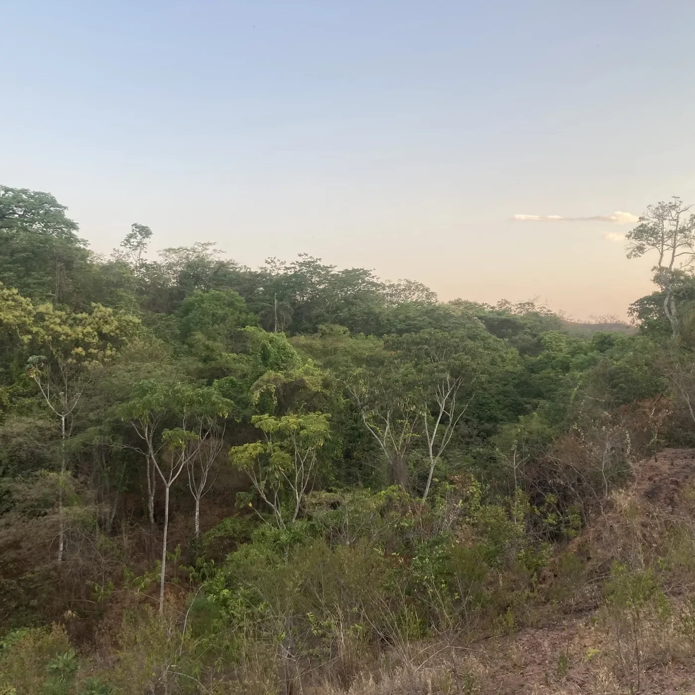 Brasiliens Storslåede Natur (1/6) Cerradoen