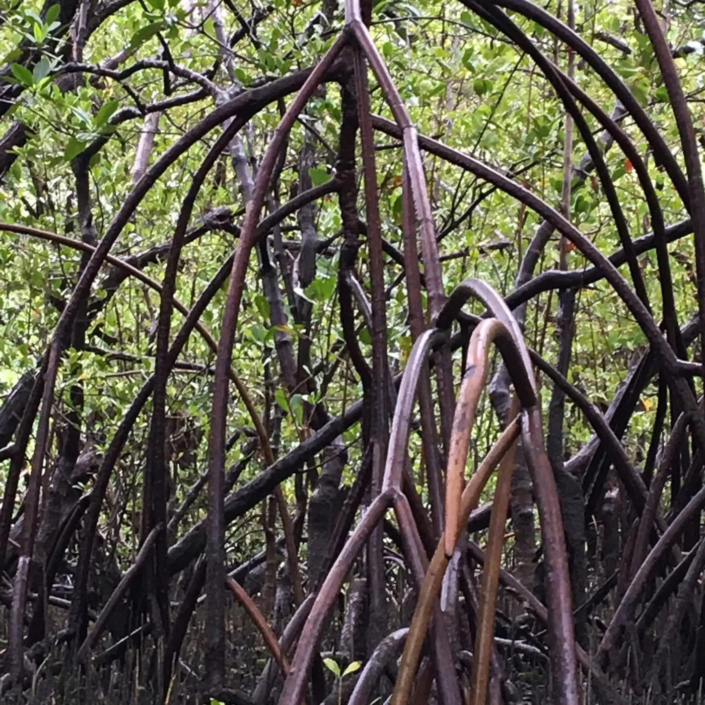 Brasiliens Storslåede Natur (3/6) Magroven