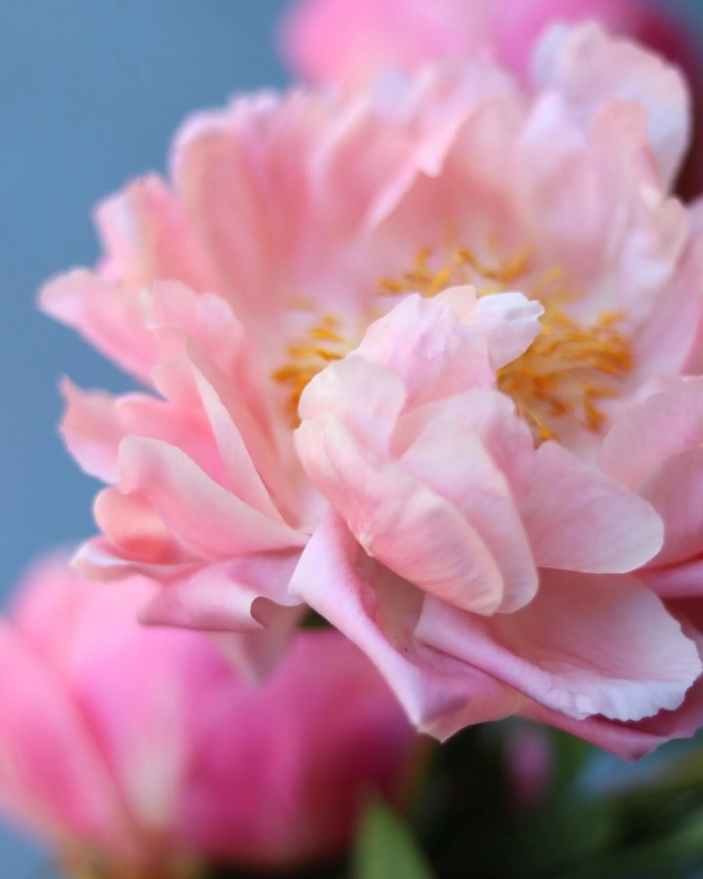 Coral charm peony. 

I&rsquo;ll be honest, I am very on the fence about peonies. They&rsquo;re just a bit&hellip;much. You know? But then they also look like this 💕

#peony #coralcharm #june #excessivelydivertedbyflowers