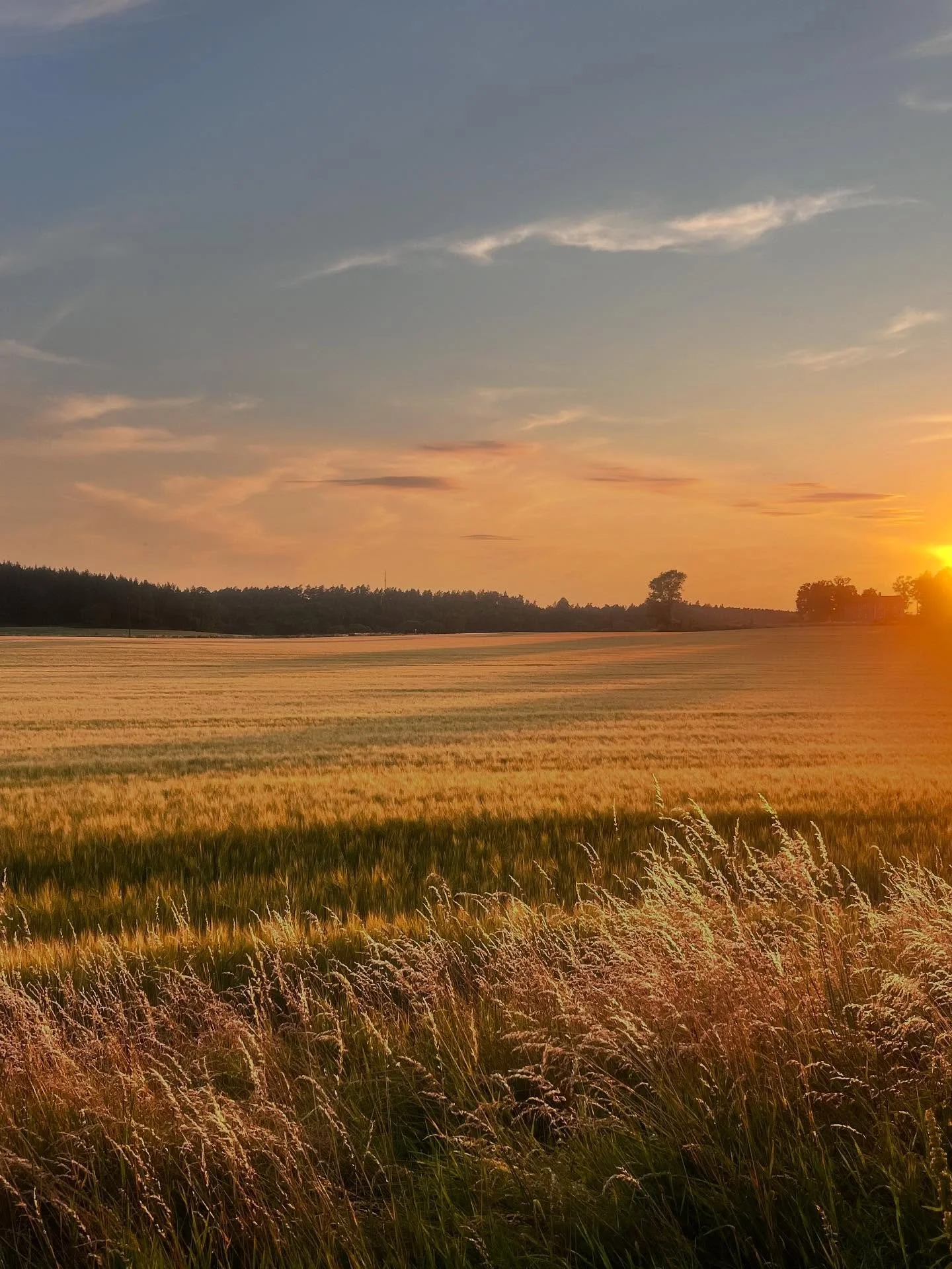 The number of times that I have driven along a hedgerow or walked through a field as the low sun has literally glistened golden through the dry grass this summer&hellip; (the very beautiful side of what has been a brutal growing season plagued by dro