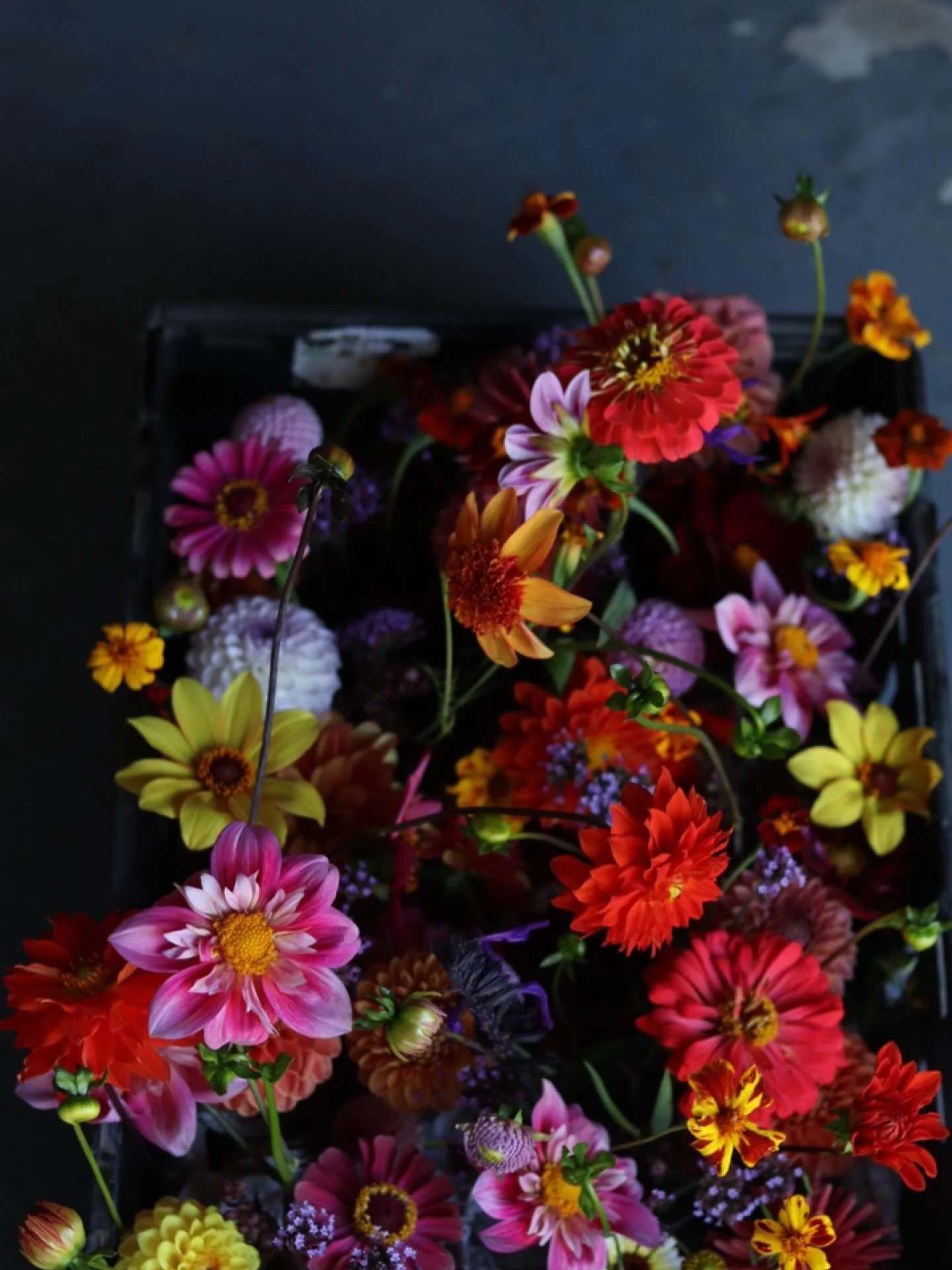 There&rsquo;s a frost in the forecast. At last. 

Most people think I&rsquo;m weird that I&rsquo;m so obsessed with the first frost. But this one is late and that makes me twitchy. 

It&rsquo;s not just for the flowers (although they do need to rest)