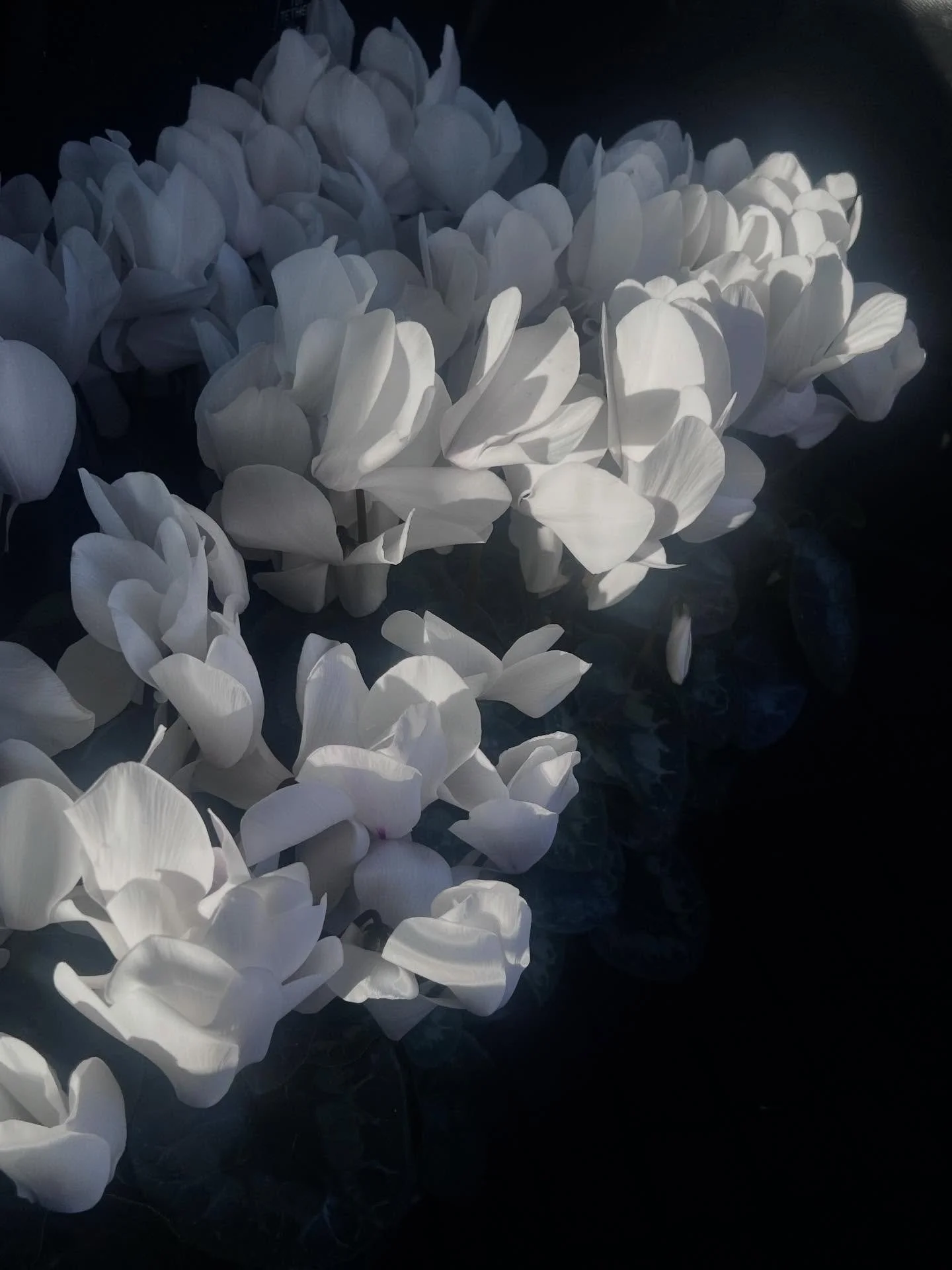 The light. The flowers. ✨✨✨

Winter flowers. Locally grown. 

Floristry is the third word. 

#seasonledfloristry #locallygrownflowers #cyclamen #seasonalandsustainable #november