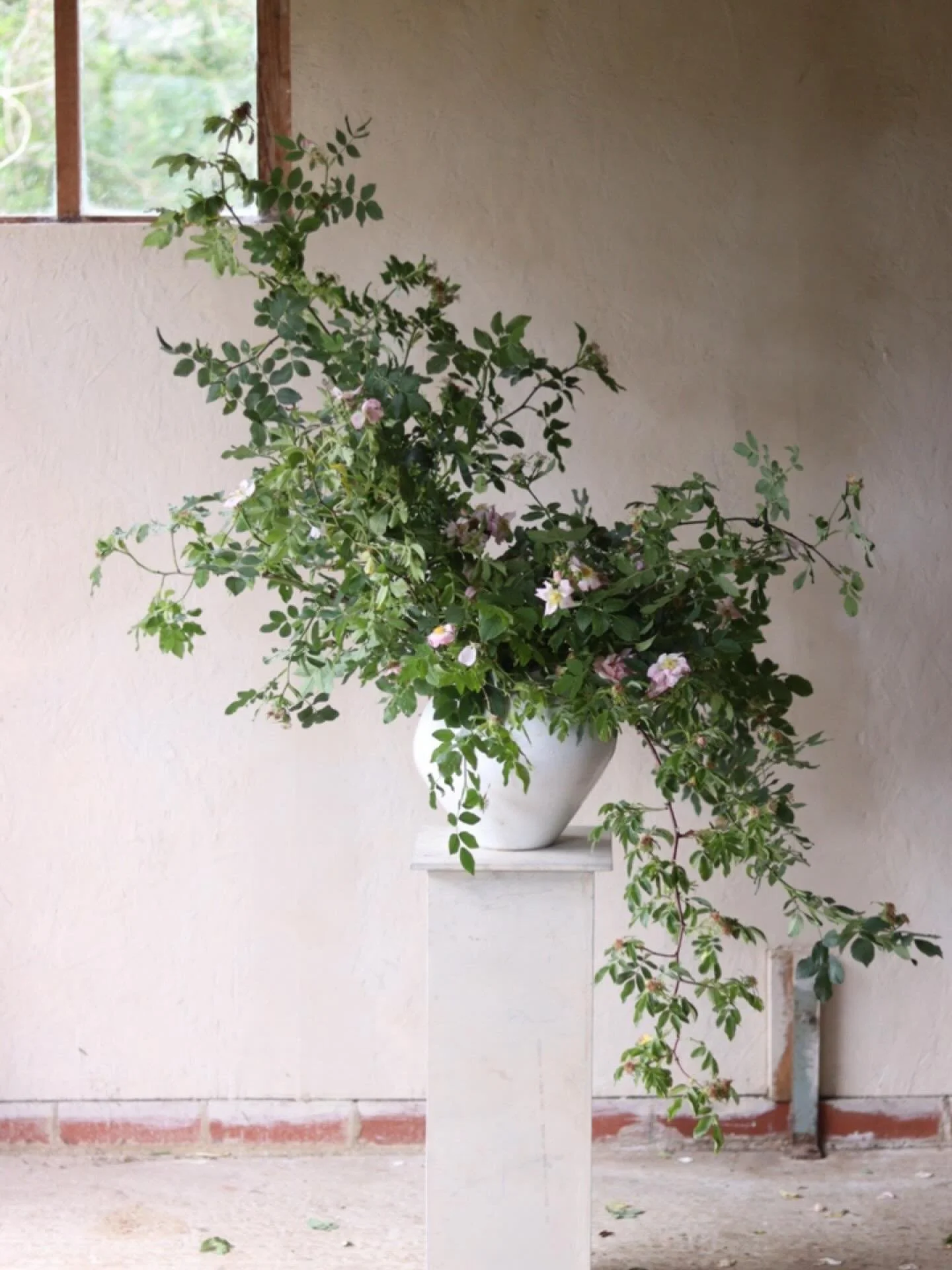 On the coldest day of the year so far, here is some dog rose. 

From a studio session earlier in the year with @willowbridge_designs who left us to go onto an art foundation course, making me the proudest teacher there ever was. She&rsquo;ll be teach