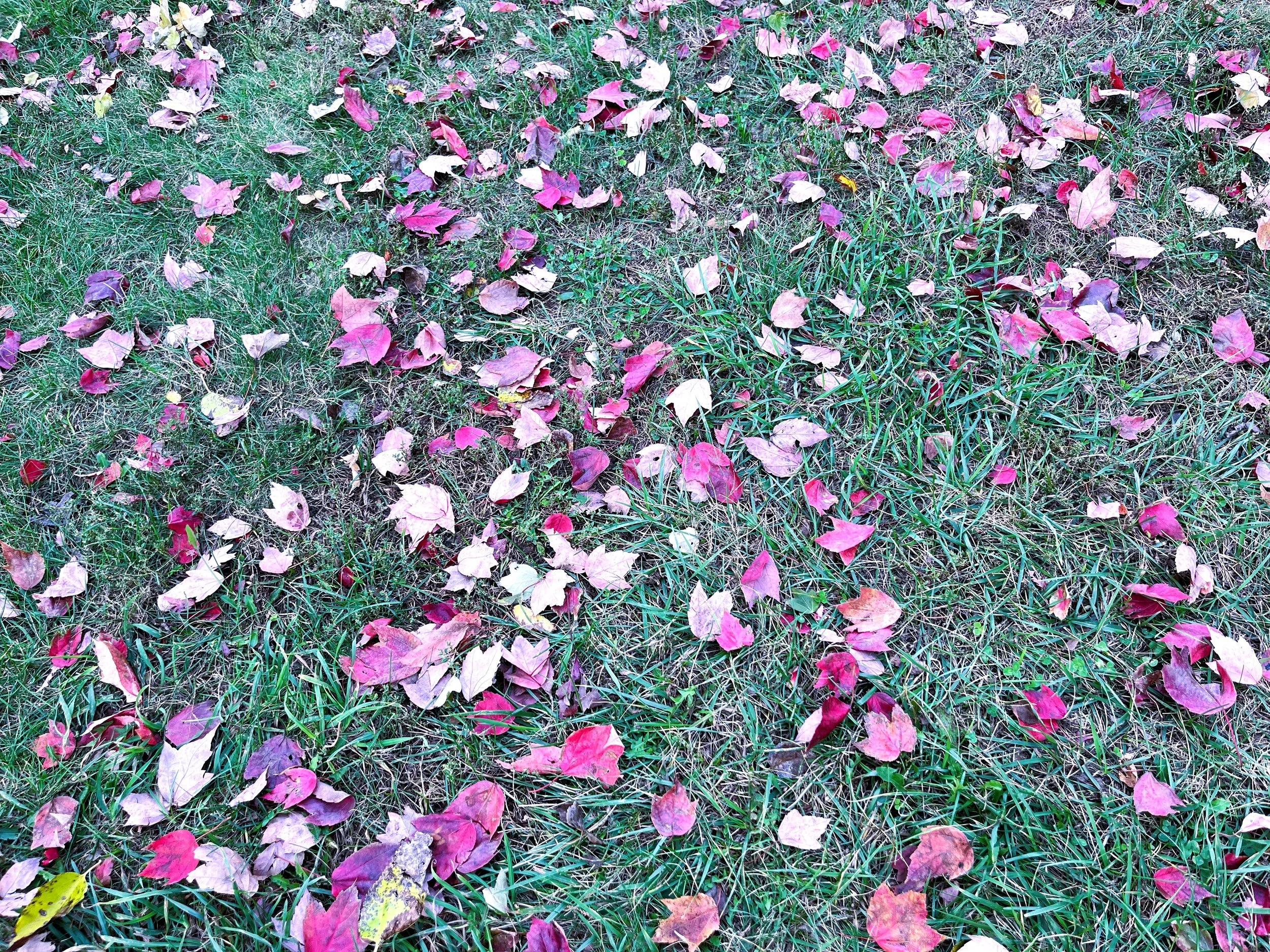 piermont leaves 3.jpg