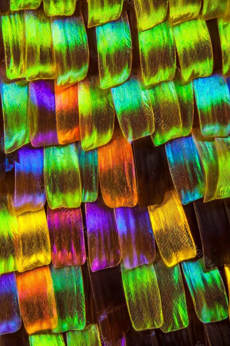 C0424511-Moth_wing_scales,_light_micrograph.jpg