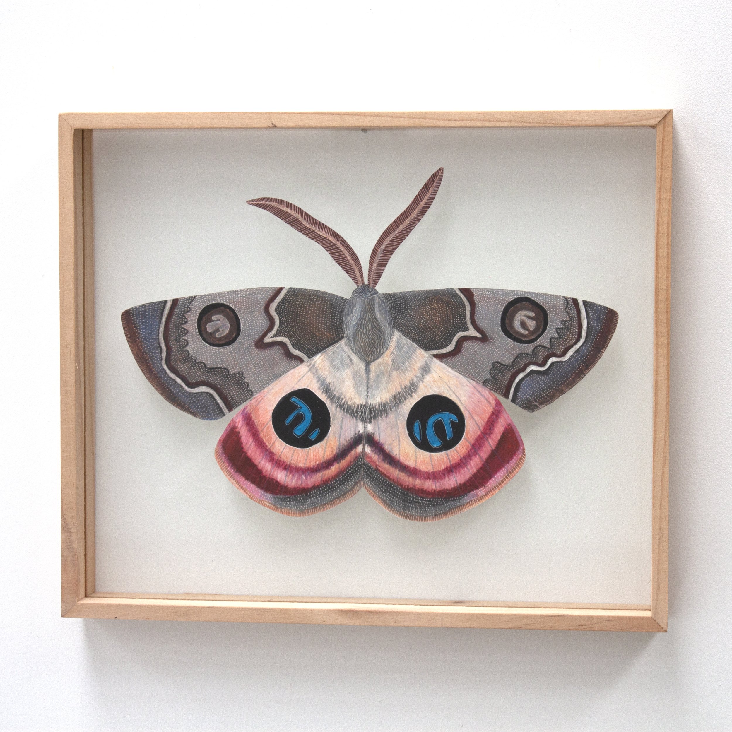Dryandra moth, Carthaea saturnioides, LARGE SIZE.jpg