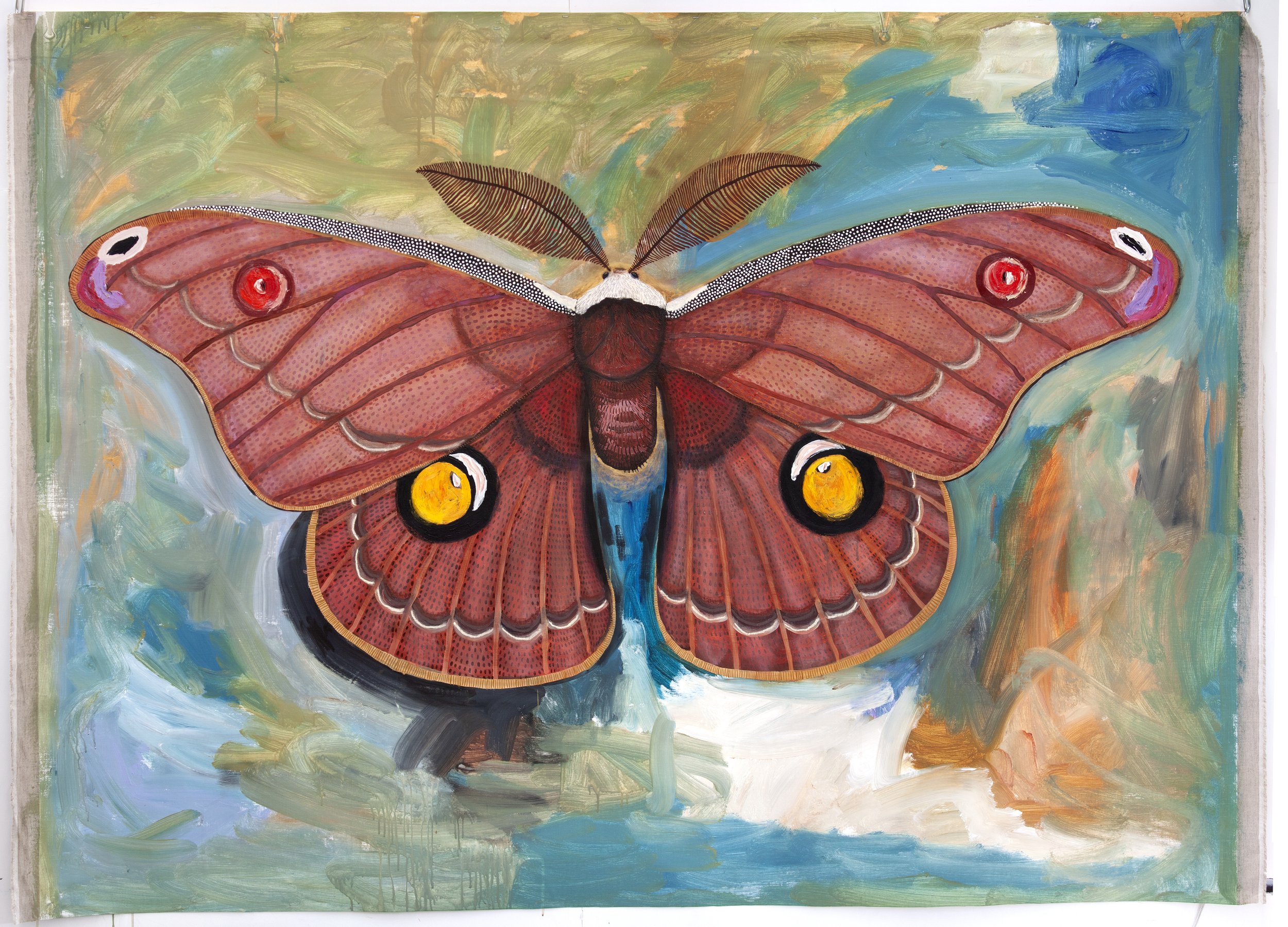 Helena Gum Moth (Opodipthera helena)