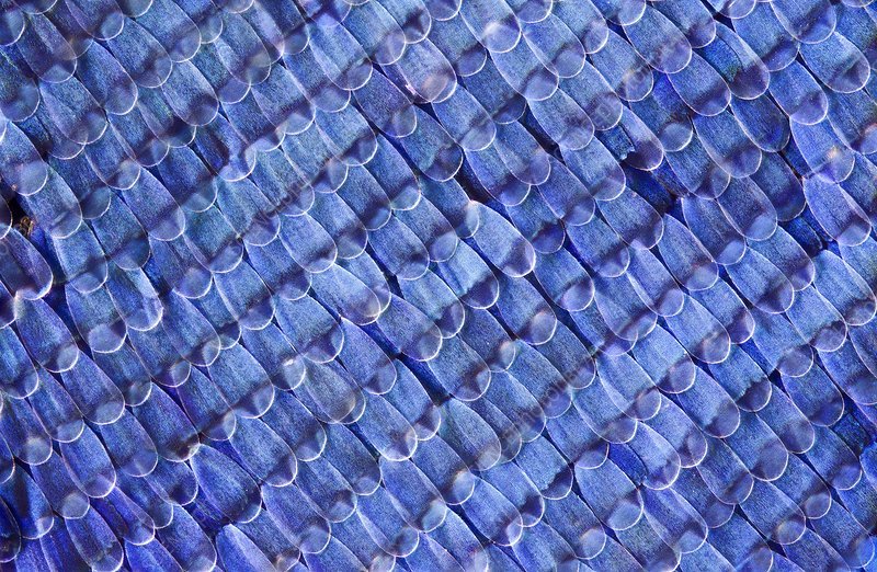 C0118186-Butterfly_wing_scales.jpg