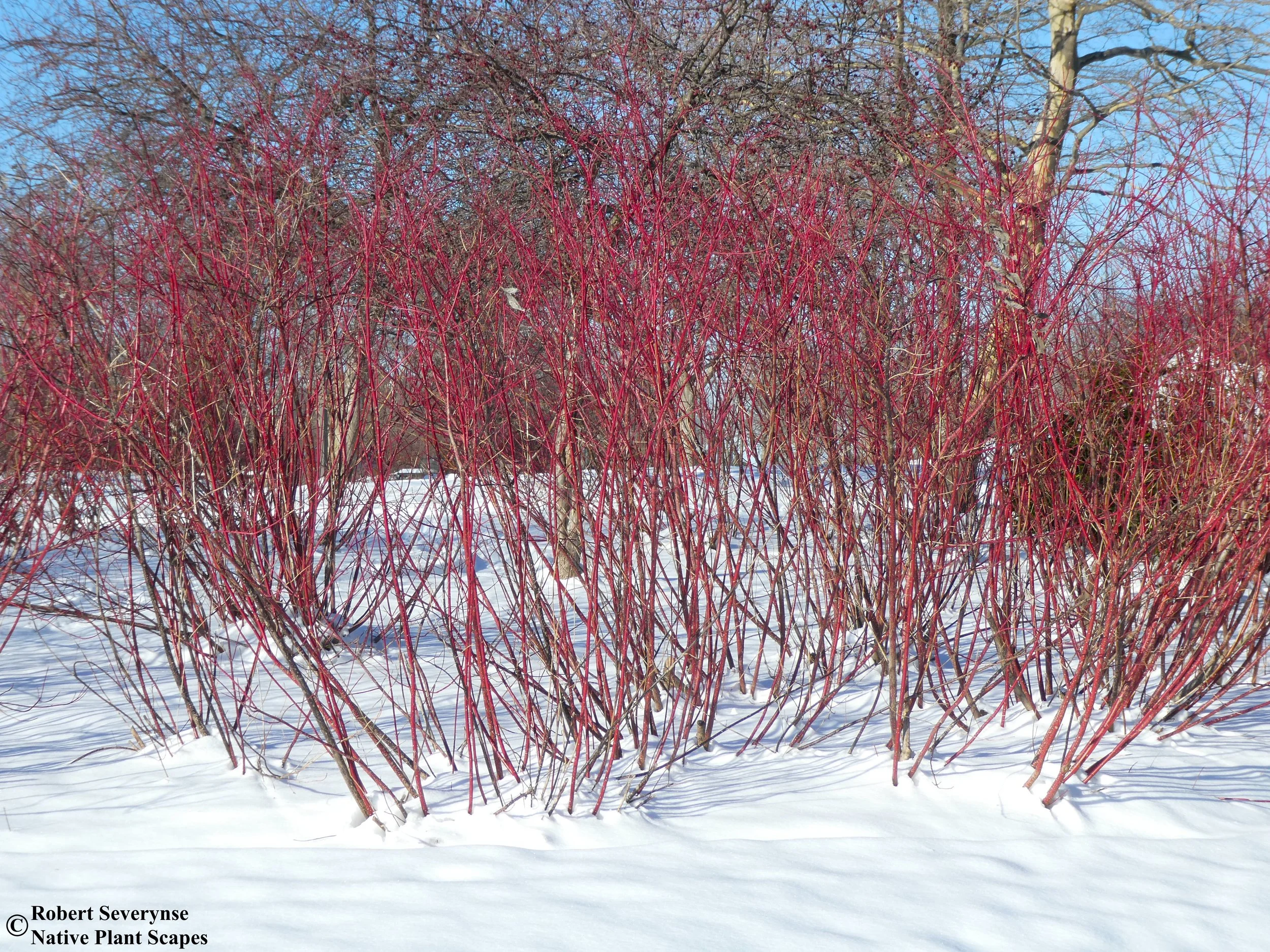 Red Osier Dogwood - Cornus sericea — Native Plant Scapes